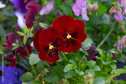 Los pensamientos son plantas híbridas ornamentales, cultivadas por sus vistosas flores, obtenidas de la especie silvestre Viola tricolor; aunque a veces se la llama Viola tricolor hortensis, en rigor  photo