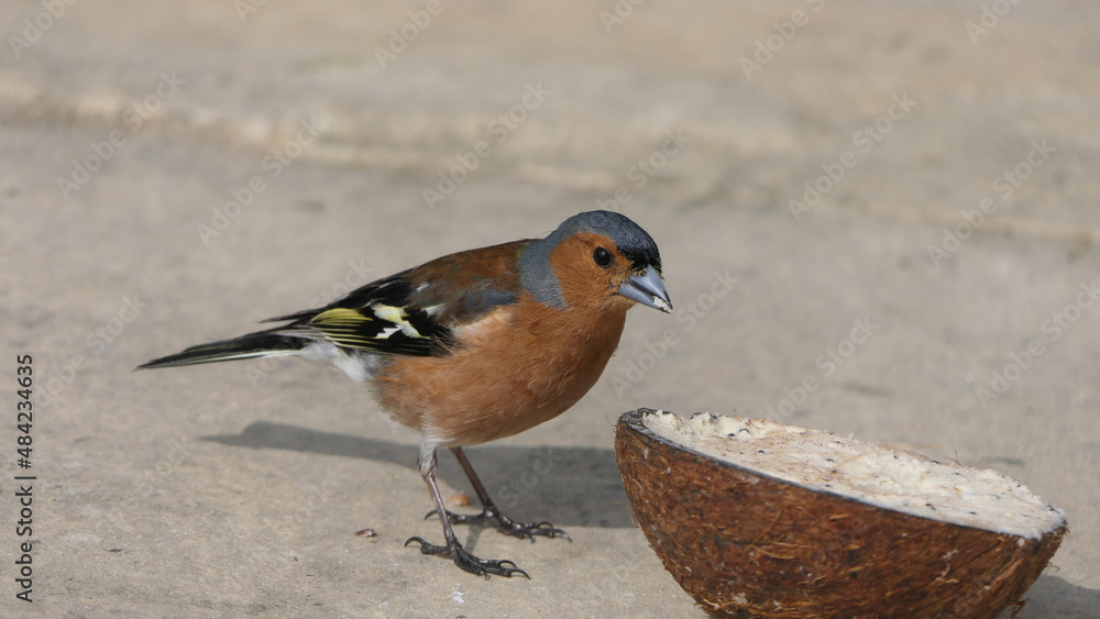 Common chaffinch feeding from the ground Common chaffinch feeding from the ground
