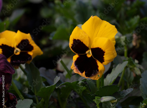 Los pensamientos son plantas híbridas ornamentales, cultivadas por sus vistosas flores, obtenidas de la especie silvestre Viola tricolor; aunque a veces se la llama Viola tricolor hortensis, en rigor  photo