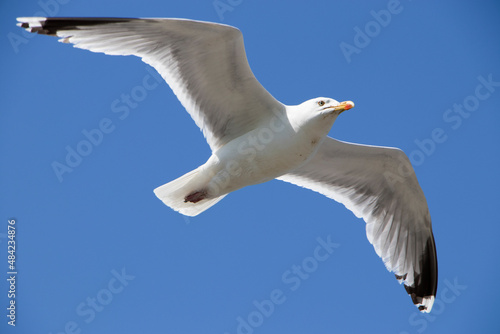 Seagull flying against a blue sky