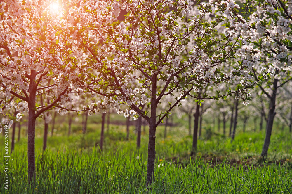 cherry orchard trees in springtime agriculture cherry orchard trees in springtime agriculture