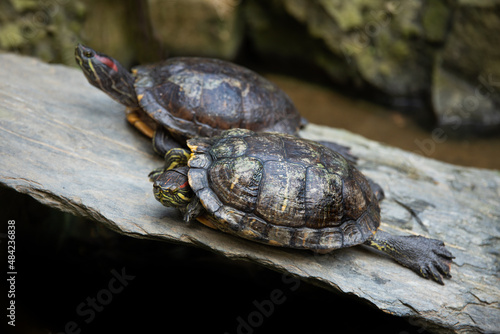 żółwie wygrzewające się na skale
