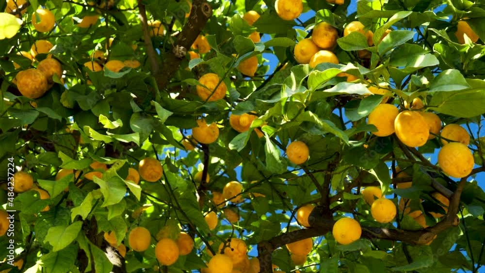 lemon tree