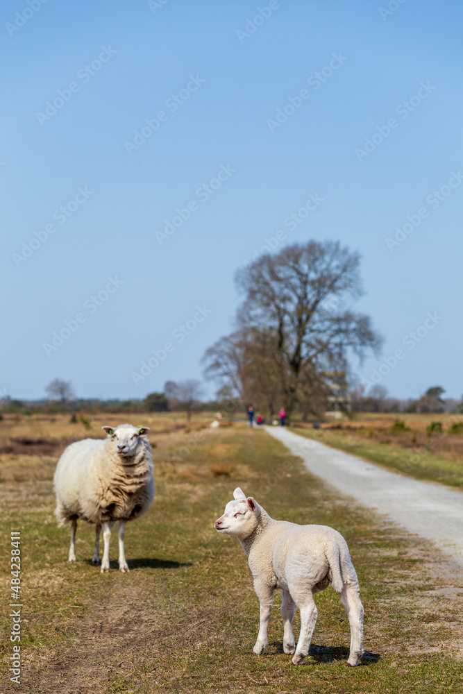 Naklejka premium Landscape of Dutch nature park with Drenthe sheep and lamb in Drents Friese Wold near Appelscha in Denthe en Friesland The Netherlands