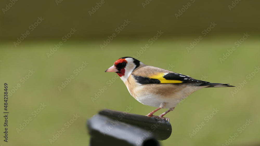 Goldfinch chick on a gate in wooda in UK Goldfinch chick on a gate in wooda in UK
