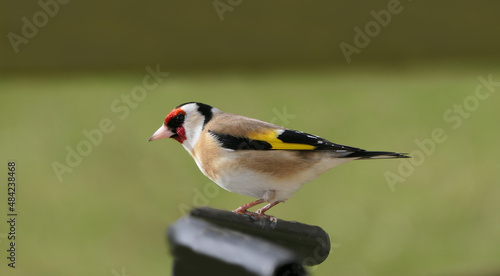 Goldfinch chick on a gate in wooda in UK