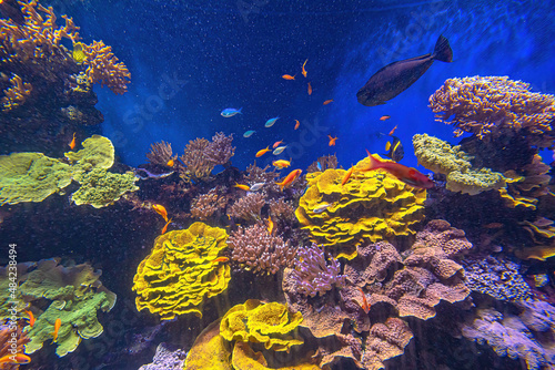 Aquarium surgeonfishes. Sea Goldie, Arabian angelfish and Raccoon Butterflyfish. Lyretail anthias, Anthias and Vlamingi tang or Naso vlamingii © bennymarty