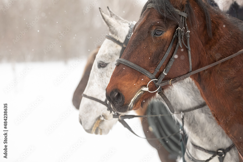 several horses in horse harness against the backdrop of a snowy field in winter. Close-up of the heads. Pairs from the nostrils of stallions. Space for text