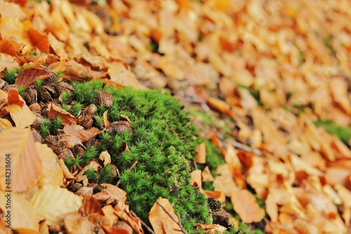 Autumn leaves and moss background