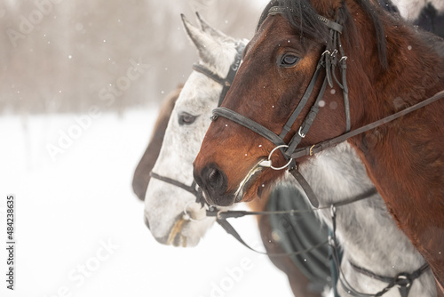 several horses in horse harness against the backdrop of a snowy field in winter. Close-up of the heads. Pairs from the nostrils of stallions. Space for text © Naletova