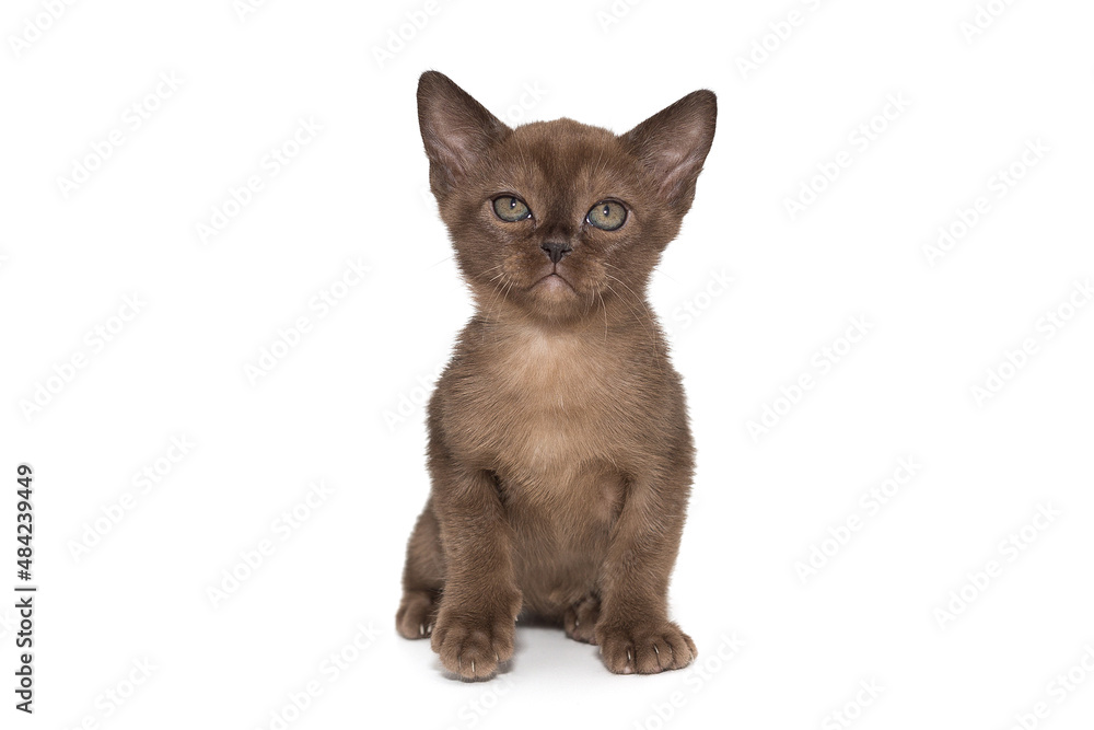 Small chocolate color kitten