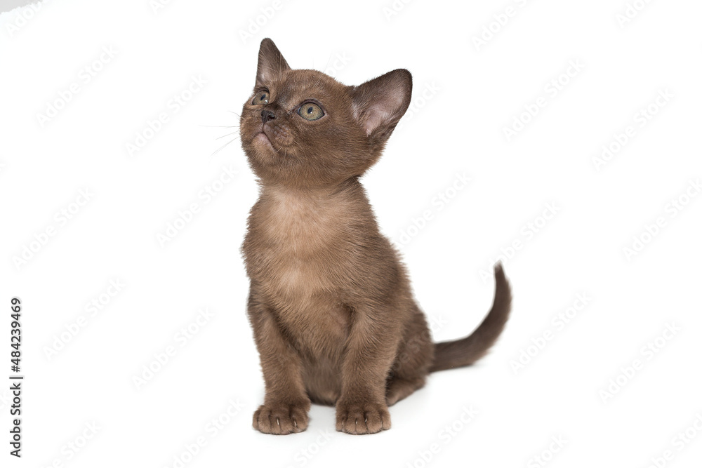 Small chocolate color kitten