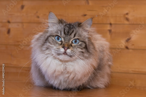 Beautiful gray cat with blue eyes