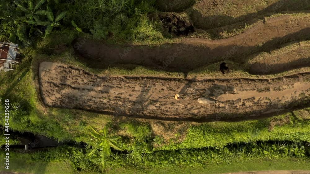 Aerial view of agriculture in rice fields for cultivation. A farmer works the land on a buffalo. Rice terraces from drone camera. Natural texture for background. Beautiful terraced rice field. Aerial view of agriculture in rice fields for cultivation. A farmer works the land on a buffalo. Rice terraces from drone camera. Natural texture for background. Beautiful terraced rice field.