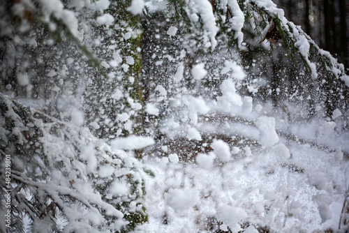 waterfall in the forest