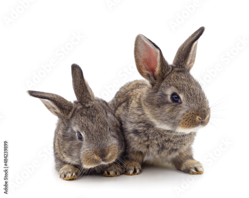 Two little rabbits.