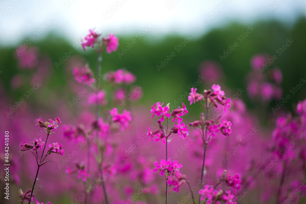 Nature summer background with pink flowers in the meadow at sunny day Nature summer background with pink flowers in the meadow at sunny day