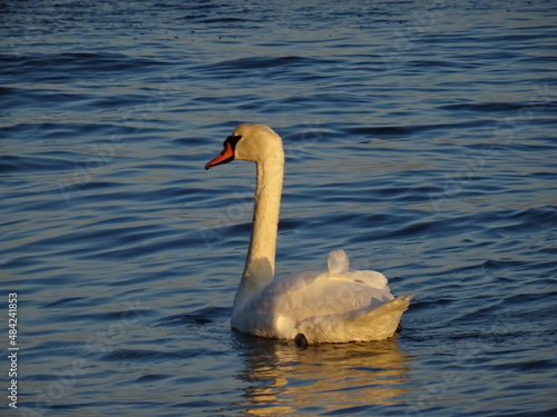 VARNA - BG sunset and swans