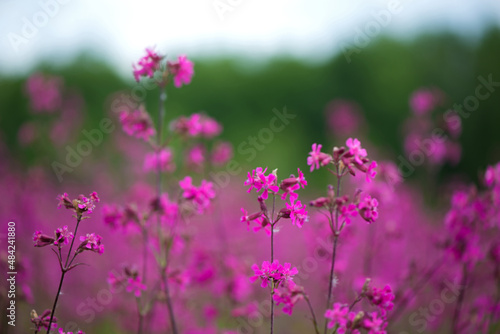 Nature summer background with pink flowers in the meadow at sunny day