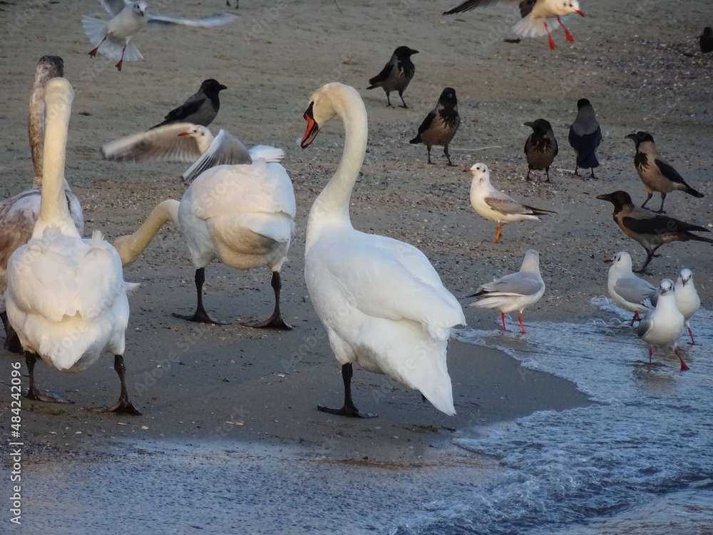 Obraz premium VARNA - BG sunset and swans