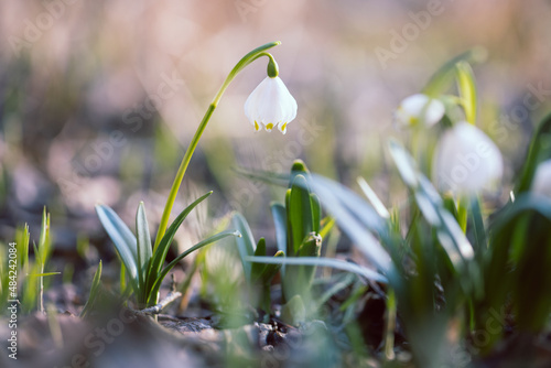 The first spring flowers spring snowflake (Leucojum vernum) in the evening light. Leucojum vernum, called spring snowflake is a perennial bulbous flowering plant species in the family Amaryllidaceae. © Diana Hlachová