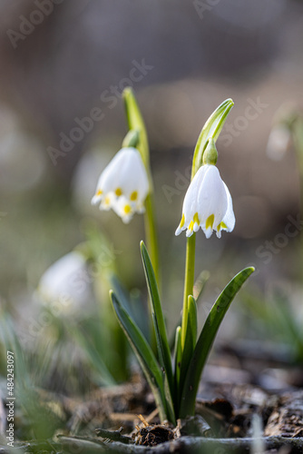 Two Spring snowflake flower (Leucojum vernum). Beautiful white spring flower in forest. Colorful nature background.
