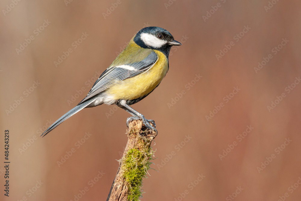 Great tit on a branch in the forest during winter. Great tit on a branch in the forest during winter.