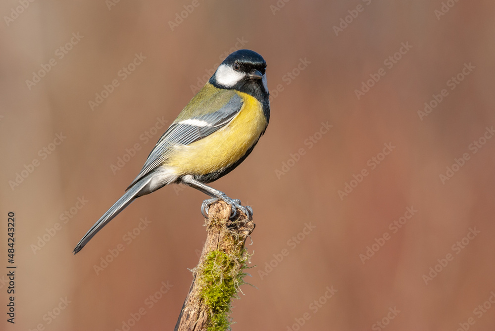 Great tit on a branch in the forest during winter. Great tit on a branch in the forest during winter.