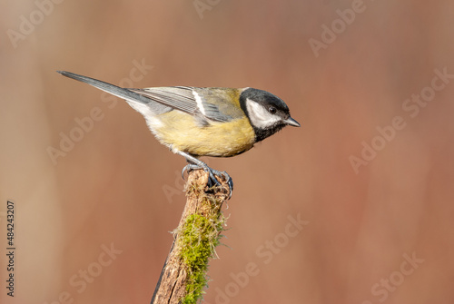 Great tit on a branch in the forest during winter.