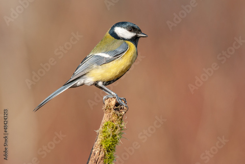 Great tit on a branch in the forest during winter.