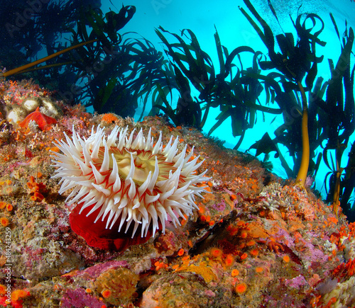 Fényképezés Rose anemone with sea palms Monterey California.
