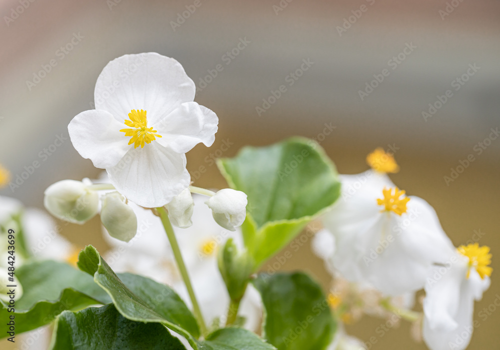Obraz premium isolated single Begonias,semperflorens begonias,in the garden, potted begonia, cultorum white flowers. Macro detail flower. Light background.