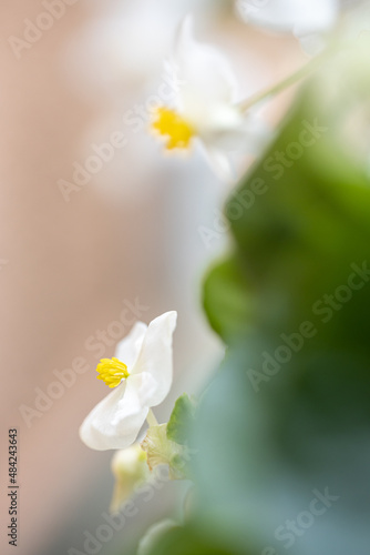 Fotografie A beautiful flower begonia of fuchsia color growing in the pot at the terrace