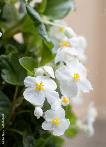 isolated single Begonias,semperflorens begonias,in the garden, potted begonia, cultorum white flowers. Macro detail flower. Light background.