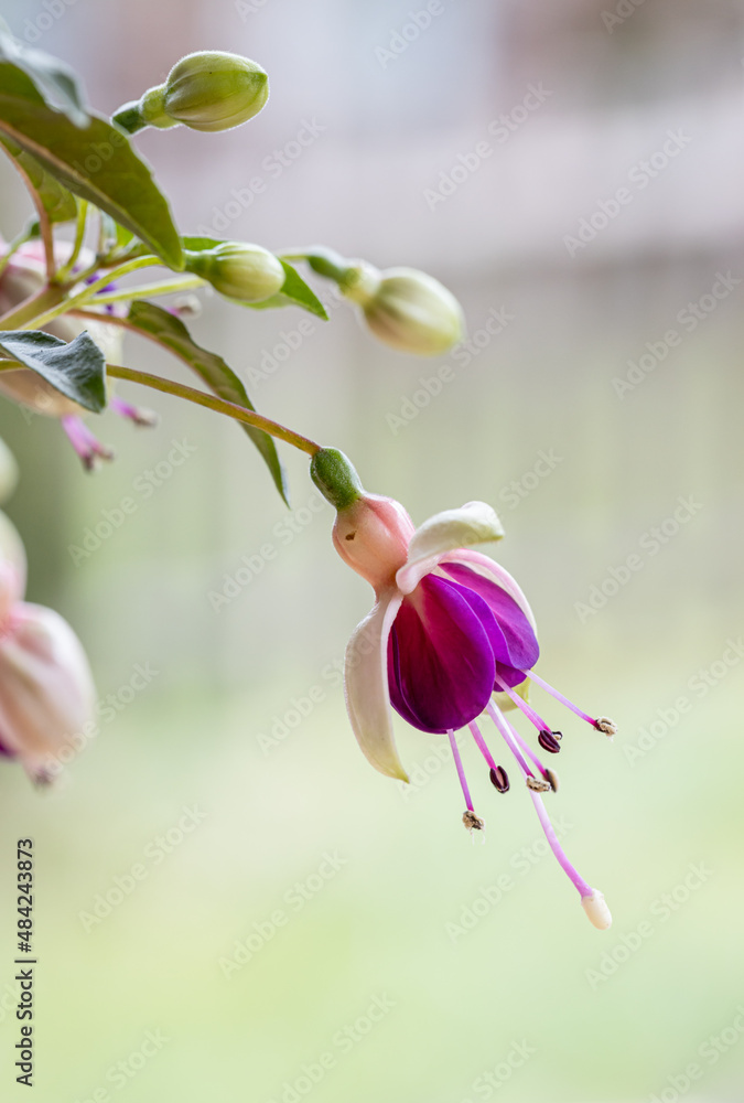 beautiful filled purple and red hummingbird fuchsia in the garden close up of pink and white fuchsias in bloom. Macro detail flower photo. Isolated single bloom. beautiful filled purple and red hummingbird fuchsia in the garden close up of pink and white fuchsias in bloom. Macro detail flower photo. Isolated single bloom.