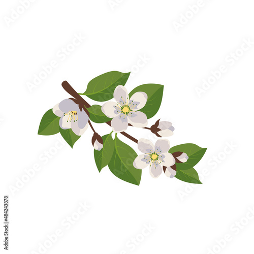 White flowers on branch with leaves and buds. Spring decoration, flowering fruit tree plant. Vector flat illustration