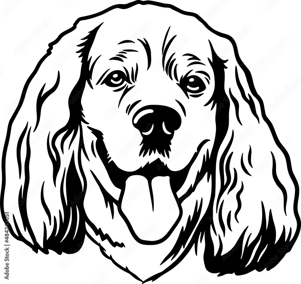 Fototapeta premium English Cocker Spaniel - Funny Dog, Vector File, Stencil for Tshirt