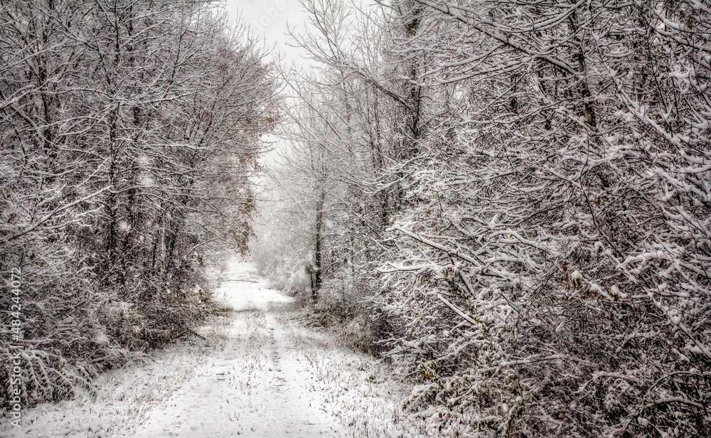 Obraz premium First Snowfall