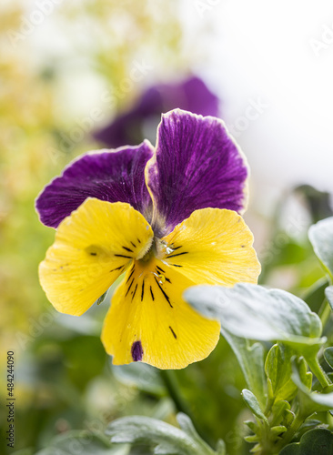 Fotografie Heartsease viola flower