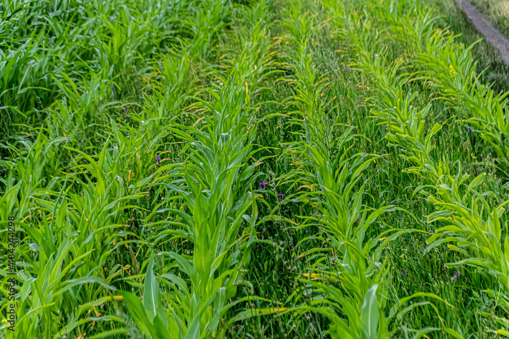 Young green corn growing on the field at sunset. Young Corn Plants. Corn grown in farmland, cornfield. Young green corn growing on the field at sunset. Young Corn Plants. Corn grown in farmland, cornfield.