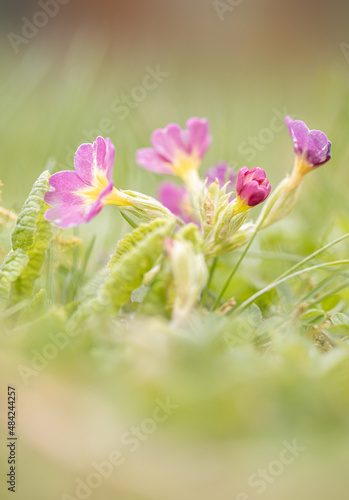 Primrose flowers (Primula vulgaris). Spring primroses flowers, primula polyanthus, pink primroses in spring woods. Herbal Medicine, cough syrup