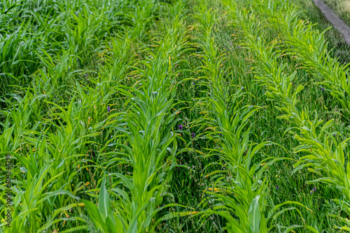 Young green corn growing on the field at sunset. Young Corn Plants. Corn grown in farmland, cornfield.