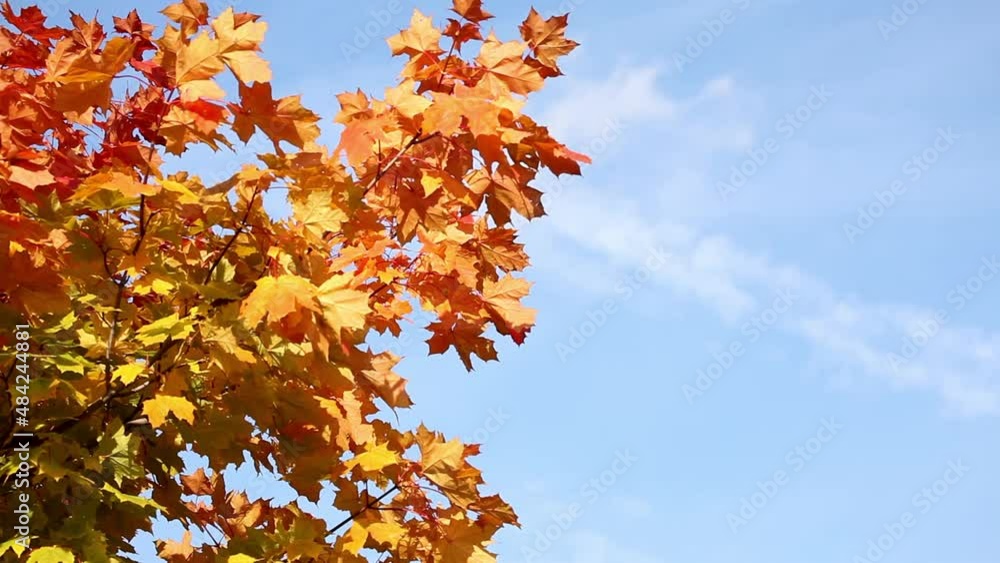 Maple tree branch and autumn color leaves gradient Maple tree branch and autumn color leaves gradient
