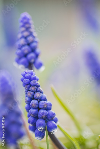 Fotografie Grape hyacinths / muscari at Keukenhof Gardens, Lisse, South Holland, Netherlands