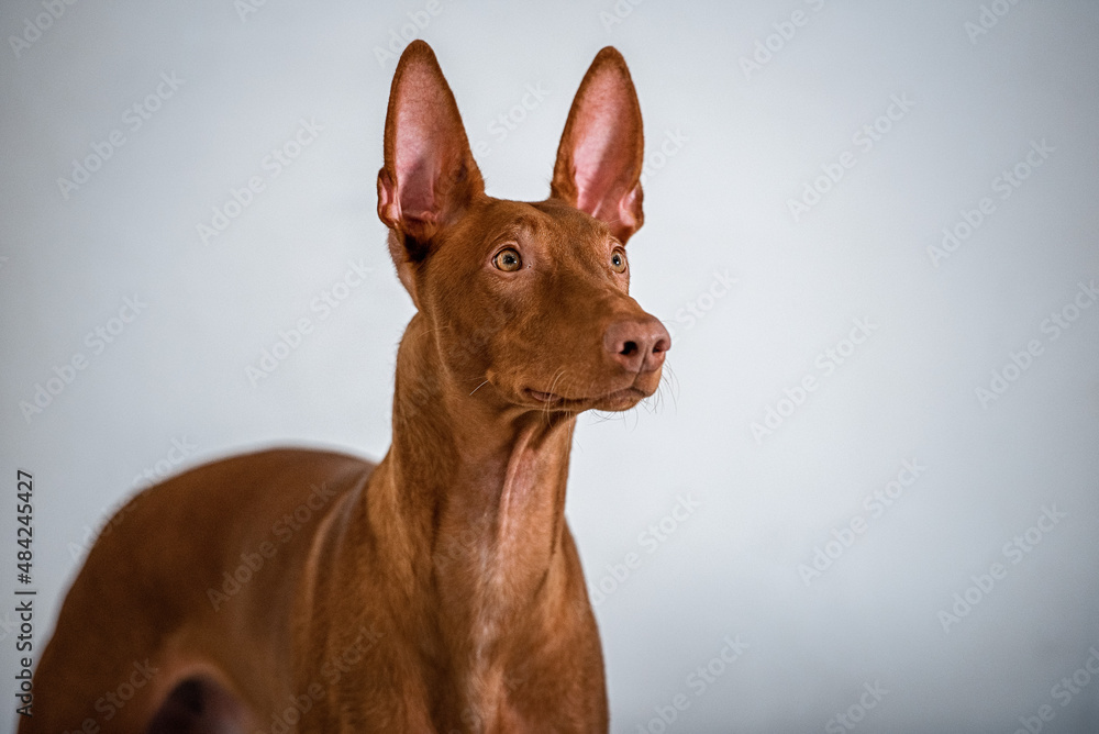 pharaoh hound portrait on white wall background