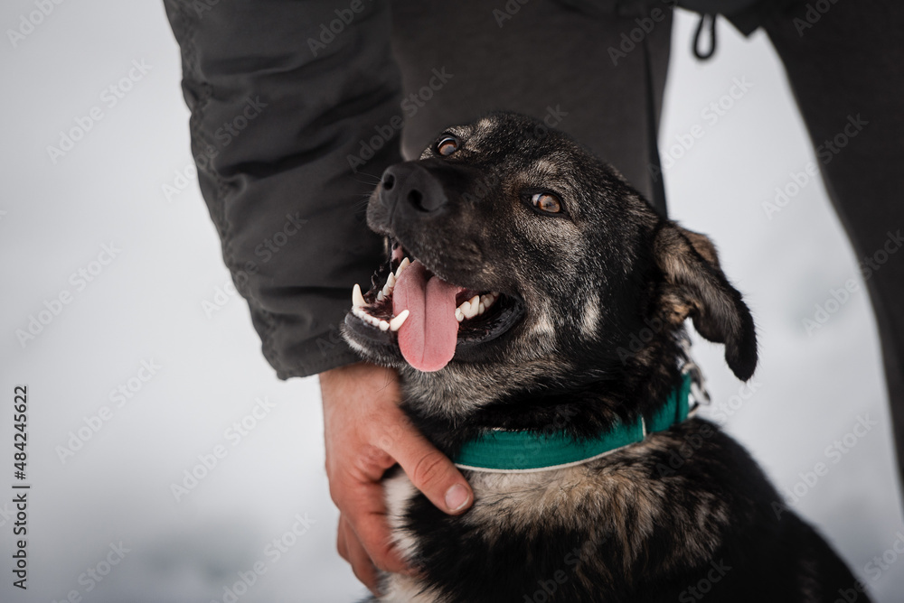 mongrel shelter dog portrait with human hands mongrel shelter dog portrait with human hands