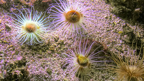 cylinder anemones or coloured tube anemone in coral reef seabed. Cerianthus membranaceus species with stinging tentacles. Living in the Mediterranean Sea and northeastern Atlantic Ocean.