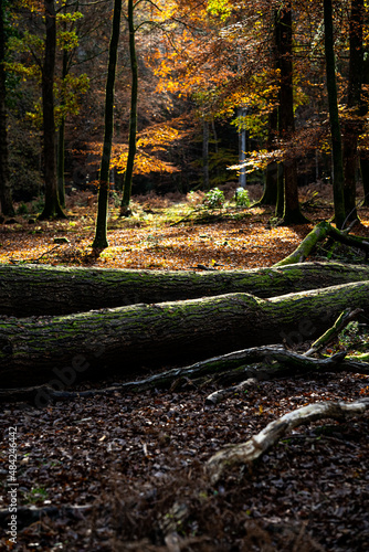 autumn in the new forest