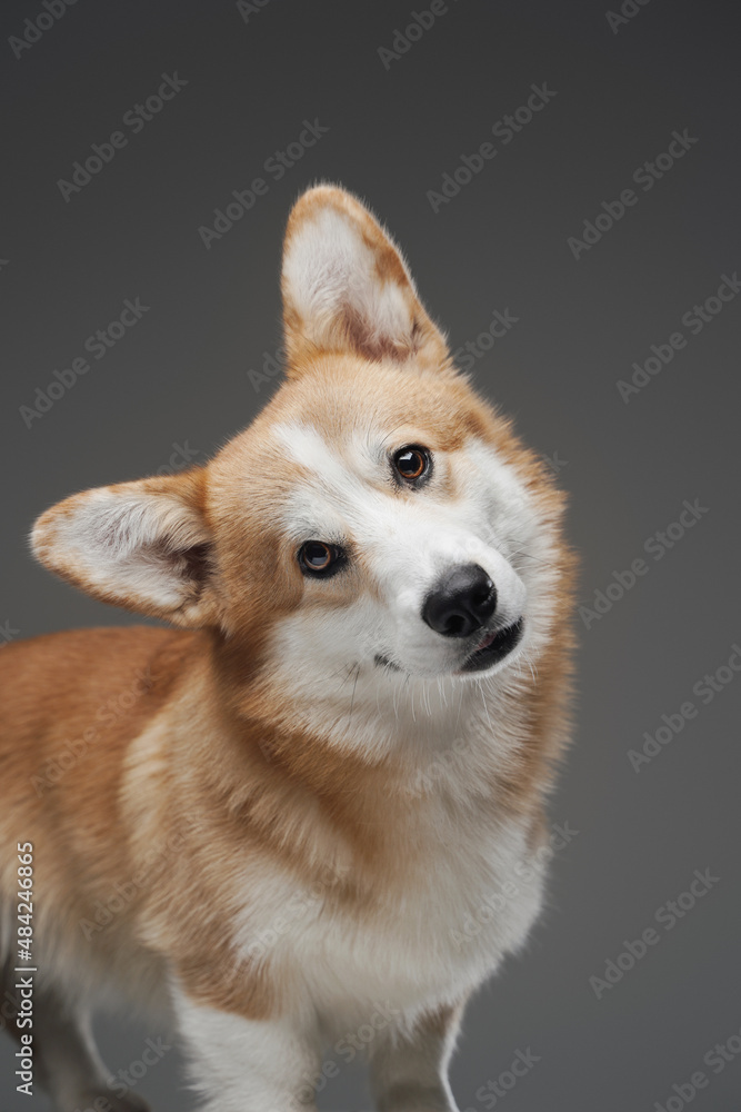 Funny canine pet corgi breed against gray background