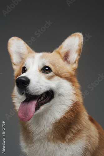 Adorable little dog corgi breed against gray background